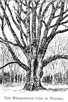 The Knightwood Oak in Winter.